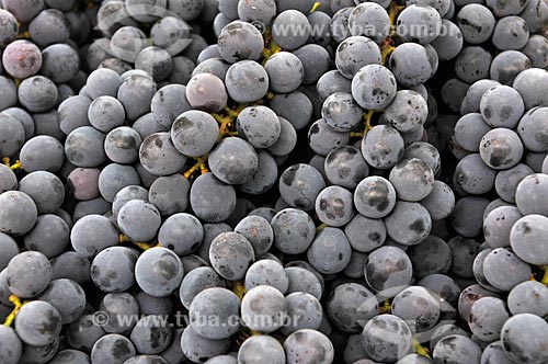  Detalhe de uva Isabel durante colheita  - São Francisco - São Paulo (SP) - Brasil