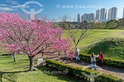  Vista de cerejeiras no Jardim Botânico de Curitiba (Jardim Botânico Francisca Maria Garfunkel Rischbieter)  - Curitiba - Paraná (PR) - Brasil