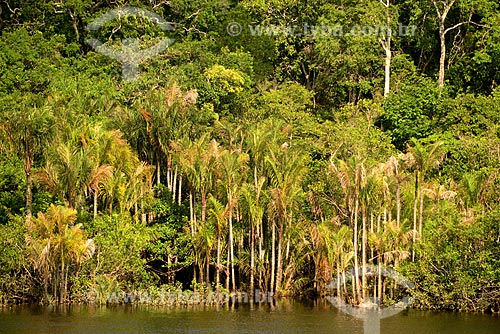  Vista de açaizal às margens do Rio Negro  - Amazonas (AM) - Brasil