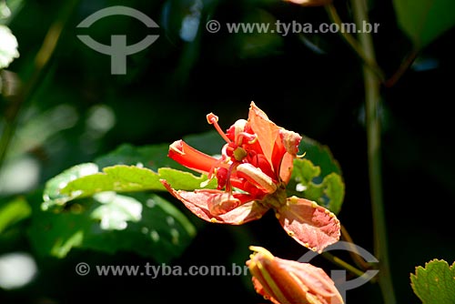 Detalhe de flor de maracujá poranga (Passilora coccínea)  - Amazonas (AM) - Brasil