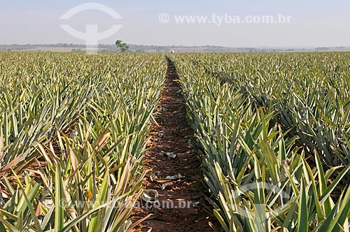  Plantação de abacaxi pérola  - Frutal - Minas Gerais (MG) - Brasil