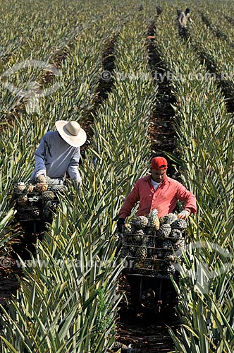  Trabalhadores rurais colhendo abacaxi pérola  - Frutal - Minas Gerais (MG) - Brasil