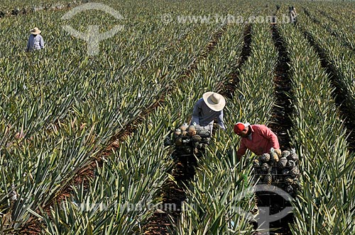  Trabalhadores rurais colhendo abacaxi pérola  - Frutal - Minas Gerais (MG) - Brasil