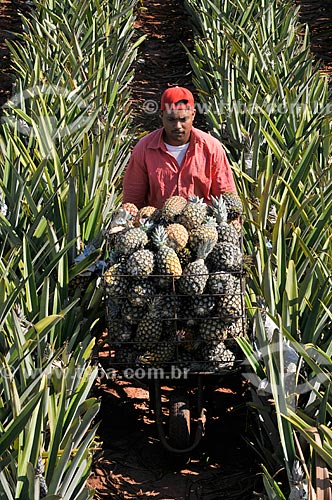  Trabalhador rural colhendo abacaxi pérola  - Frutal - Minas Gerais (MG) - Brasil