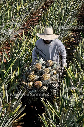  Trabalhador rural colhendo abacaxi pérola  - Frutal - Minas Gerais (MG) - Brasil