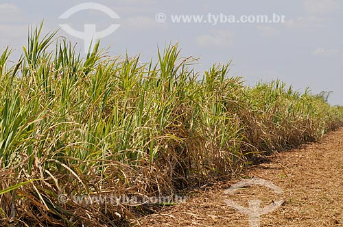  Plantação de cana-de-açúcar  - Frutal - Minas Gerais (MG) - Brasil