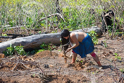  Detalhe de mulher indígena da aldeia Aiha da tribo Kalapalo colhendo mandioca - ACRÉSCIMO DE 100% SOBRE O VALOR DE TABELA  - Querência - Mato Grosso (MT) - Brasil
