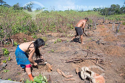 Detalhe de casal indígena da aldeia Aiha da tribo Kalapalo colhendo mandioca - ACRÉSCIMO DE 100% SOBRE O VALOR DE TABELA  - Querência - Mato Grosso (MT) - Brasil