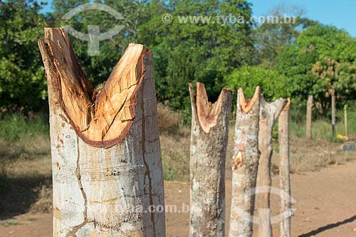  Detalhe de troncos cortados em forma de V para construção de cozinha familiar na aldeia Aiha da tribo Kalapalo - ACRÉSCIMO DE 100% SOBRE O VALOR DE TABELA  - Querência - Mato Grosso (MT) - Brasil