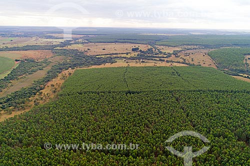  Foto feita com drone da plantação de eucalipto  - Uberlândia - Minas Gerais (MG) - Brasil