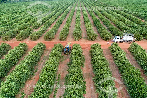  Foto feita com drone de pomar de laranjas  - Uberlândia - Minas Gerais (MG) - Brasil