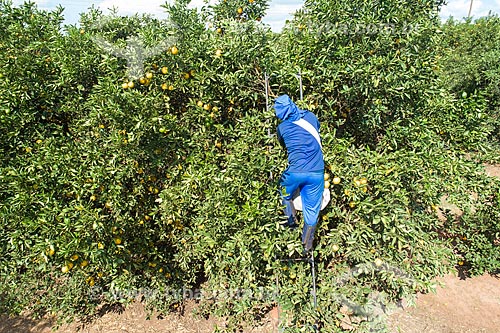  Trabalhador rural colhendo laranja  - Bebedouro - São Paulo (SP) - Brasil