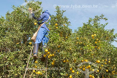  Trabalhador rural colhendo laranja  - Bebedouro - São Paulo (SP) - Brasil