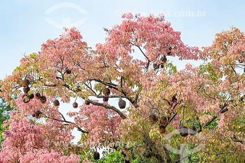  Detalhe de sapucaia (Lecythis pisonis) florida no Parque da Quinta da Boa Vista  - Rio de Janeiro - Rio de Janeiro (RJ) - Brasil