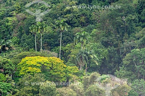 Detalhe de vegetação típica da Mata Atlântica no Parque Nacional da Tijuca  - Rio de Janeiro - Rio de Janeiro (RJ) - Brasil