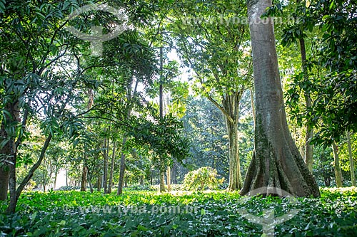  Vegetação no Jardim Botânico do Rio de Janeiro  - Rio de Janeiro - Rio de Janeiro (RJ) - Brasil