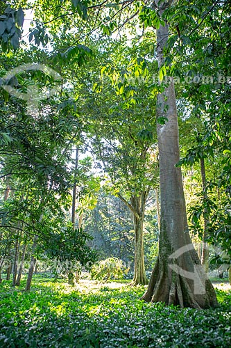  Vegetação no Jardim Botânico do Rio de Janeiro  - Rio de Janeiro - Rio de Janeiro (RJ) - Brasil