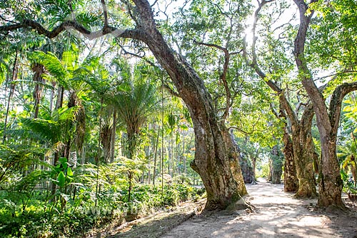  Vegetação no Jardim Botânico do Rio de Janeiro  - Rio de Janeiro - Rio de Janeiro (RJ) - Brasil