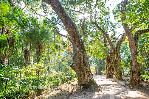  Vegetação no Jardim Botânico do Rio de Janeiro  - Rio de Janeiro - Rio de Janeiro (RJ) - Brasil