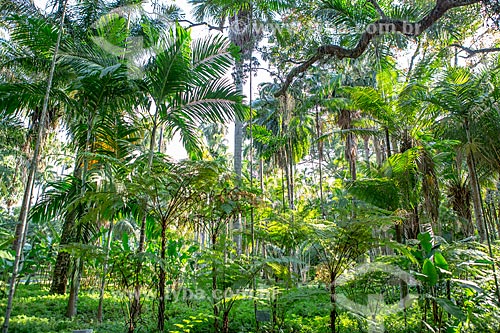  Vegetação no Jardim Botânico do Rio de Janeiro  - Rio de Janeiro - Rio de Janeiro (RJ) - Brasil