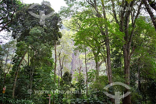  Vista da vegetação típica da Mata Atlântica no Parque Nacional da Tijuca  - Rio de Janeiro - Rio de Janeiro (RJ) - Brasil