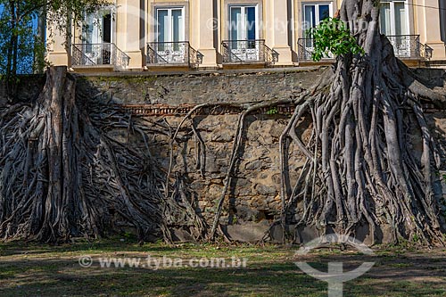  Detalhe de raízes de árvores próximo ao Museu Nacional - antigo Paço de São Cristóvão - no Parque da Quinta da Boa Vista  - Rio de Janeiro - Rio de Janeiro (RJ) - Brasil