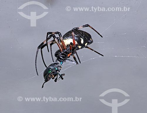  Detalhe de aranha prendendo inseto em sua teia  - Rio de Janeiro - Rio de Janeiro (RJ) - Brasil
