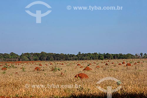  Cupinzeiros em meio à vegetação típica do cerrado  - Jardim - Mato Grosso do Sul (MS) - Brasil