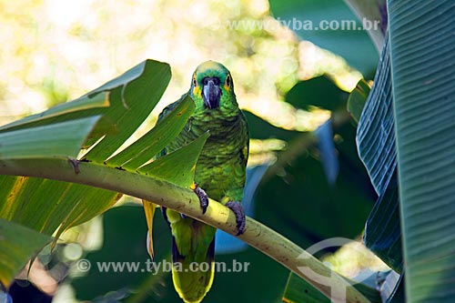  Detalhe de papagaio (Amazona aestiva)  - Miranda - Mato Grosso do Sul (MS) - Brasil