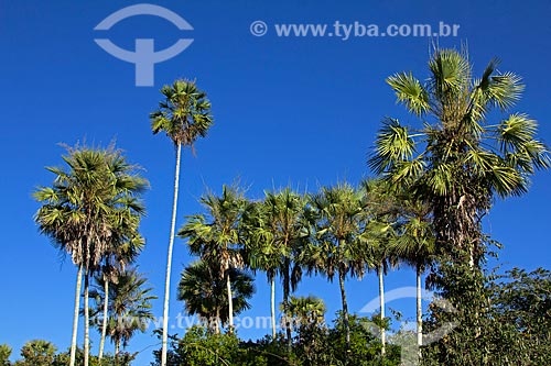  Vista de palmeiras carandá (Copernicia alba) durante a trilha do carandá na Fazenda San Domingos  - Miranda - Mato Grosso do Sul (MS) - Brasil