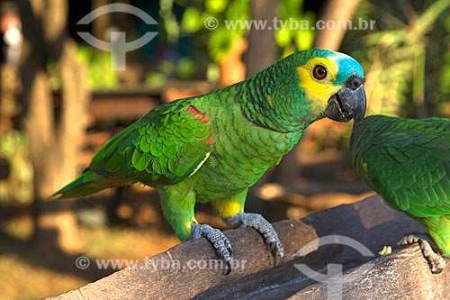  Detalhe de papagaio (Amazona aestiva) na Fazenda San Domingos  - Miranda - Mato Grosso do Sul (MS) - Brasil