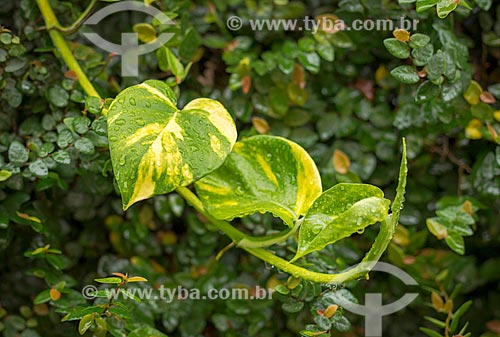  Detalhe de folhas molhadas de Epipremnum aureum - também conhecida como Jibóia  - Guarani - Minas Gerais (MG) - Brasil