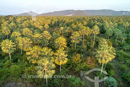  Foto feita com drone de plantação de Carnaúba (Copernicia prunifera)  - Caucaia - Ceará (CE) - Brasil