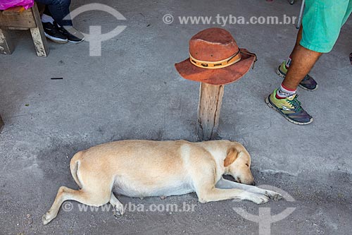  Cachorro dormindo na Aldeia Mata Verde Bonita (Tekoa Ka Aguy Ovy Porã) da Tribo Guarani  - Maricá - Rio de Janeiro (RJ) - Brasil