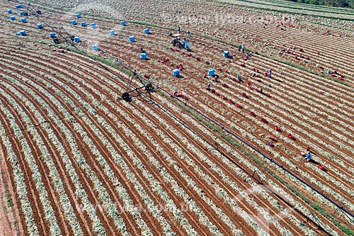  Foto feita com drone da colheita de cebola  - Monte Alto - São Paulo (SP) - Brasil