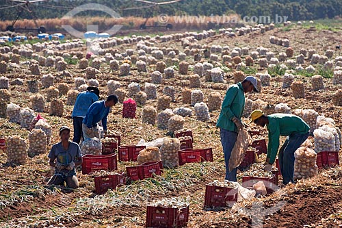  Trabalhadores rurais colhendo cebola  - Monte Alto - São Paulo (SP) - Brasil