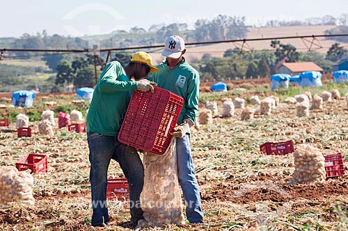  Trabalhadores rurais colhendo cebola com pivô central ao fundo  - Monte Alto - São Paulo (SP) - Brasil
