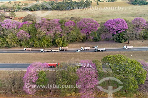 Foto feita com drone de ipês-roxo (Handroanthus impetiginosus) margeando trecho da Rodovia Washington Luís (SP-310)  - Cordeirópolis - São Paulo (SP) - Brasil