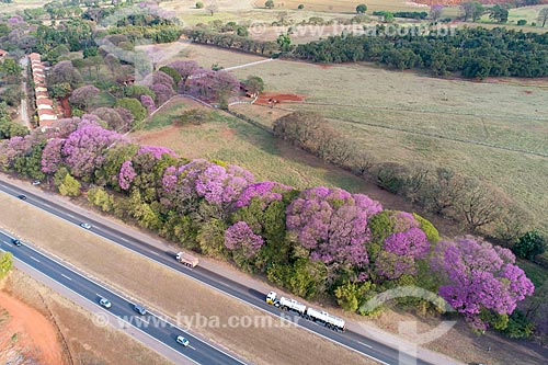  Foto feita com drone de ipês-roxo (Handroanthus impetiginosus) margeando trecho da Rodovia Washington Luís (SP-310)  - Cordeirópolis - São Paulo (SP) - Brasil