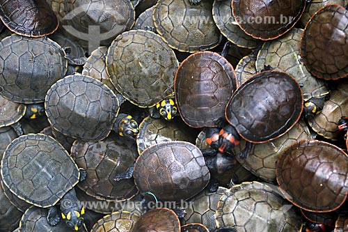 Filhotes de tartaruga-da-amazônia (Podocnemis expansa) no Rio Uatumã  - Amazonas (AM) - Brasil