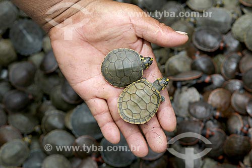  Detalhe de menino ribeirinho segurando filhotes de tartaruga-da-amazônia (Podocnemis expansa) no Rio Uatumã  - Amazonas (AM) - Brasil