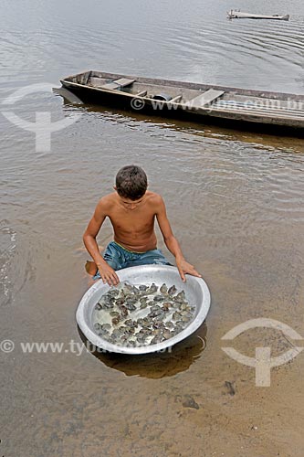  Menino ribeirinho segurando bacia com filhotes de tartaruga-da-amazônia (Podocnemis expansa) às margens do Rio Uatumã  - Amazonas (AM) - Brasil