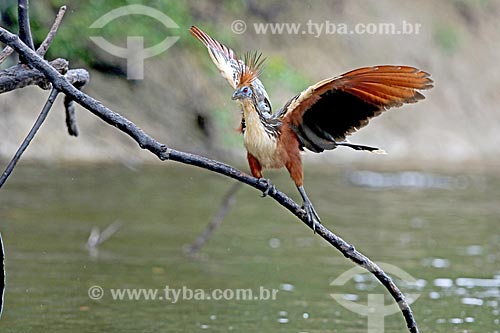  Detalhe de jacu-cigano (Opisthocomus hoazin) às margens do Rio Uatumã na amazônia  - Amazonas (AM) - Brasil