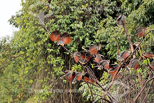  Bando de Jacu-cigano (Opisthocomus hoazin) na amazônia  - Amazonas (AM) - Brasil