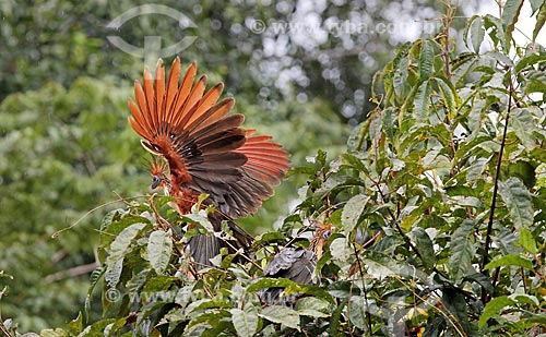 Detalhe de jacu-cigano (Opisthocomus hoazin) na amazônia  - Amazonas (AM) - Brasil