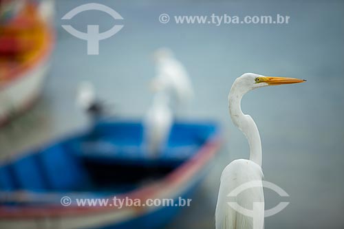  Detalhe de garça-branca-grande (Ardea alba) na orla da cidade de Cabo Frio  - Cabo Frio - Rio de Janeiro (RJ) - Brasil