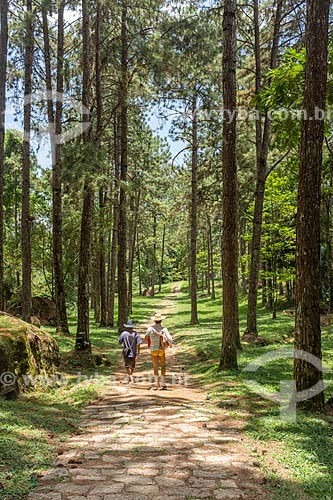  Homens em trilha do Camping Clube do Brasil entre pinheiros  - Resende - Rio de Janeiro (RJ) - Brasil
