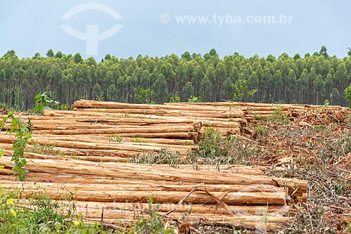  Pilha de eucalipto na plantação da Veracel Celulose  - Eunápolis - Bahia (BA) - Brasil