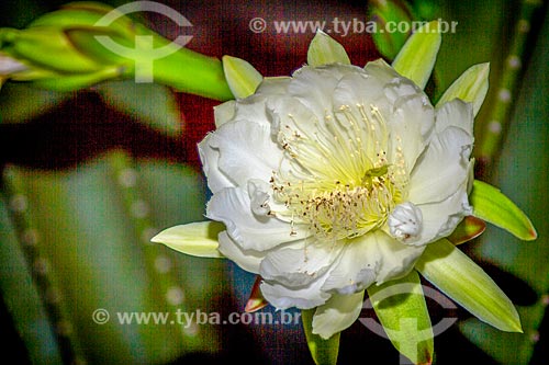  Detalhe de flor de mandacaru (Cereus jamacaru) na zona rural da cidade de Guarani  - Guarani - Minas Gerais (MG) - Brasil