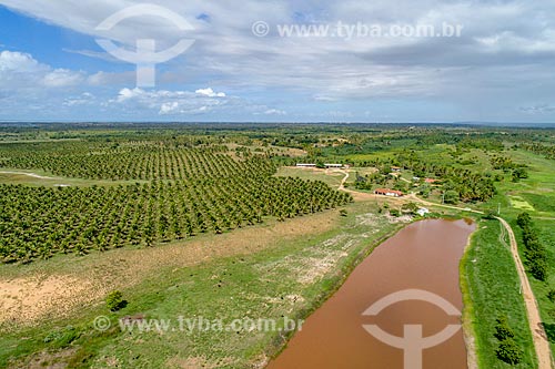 Foto feita com drone de plantação de coco anão irrigada pelo Rio São Francisco  - Pacatuba - Sergipe (SE) - Brasil
